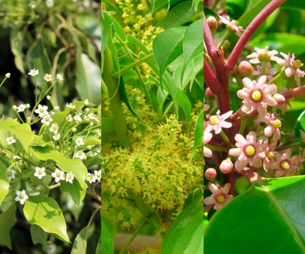 国産極上レンゲ蜂蜜・アカシア蜂蜜・百花蜜3本セット各180g入